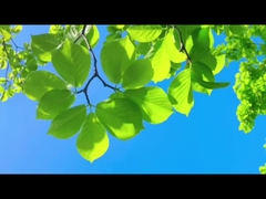 Comme les pères, Farrleey garde avec fiabilité l'air pur pour sa famille et la planète.